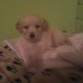 apolo bebe recien llegado 